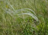 genus Stipa