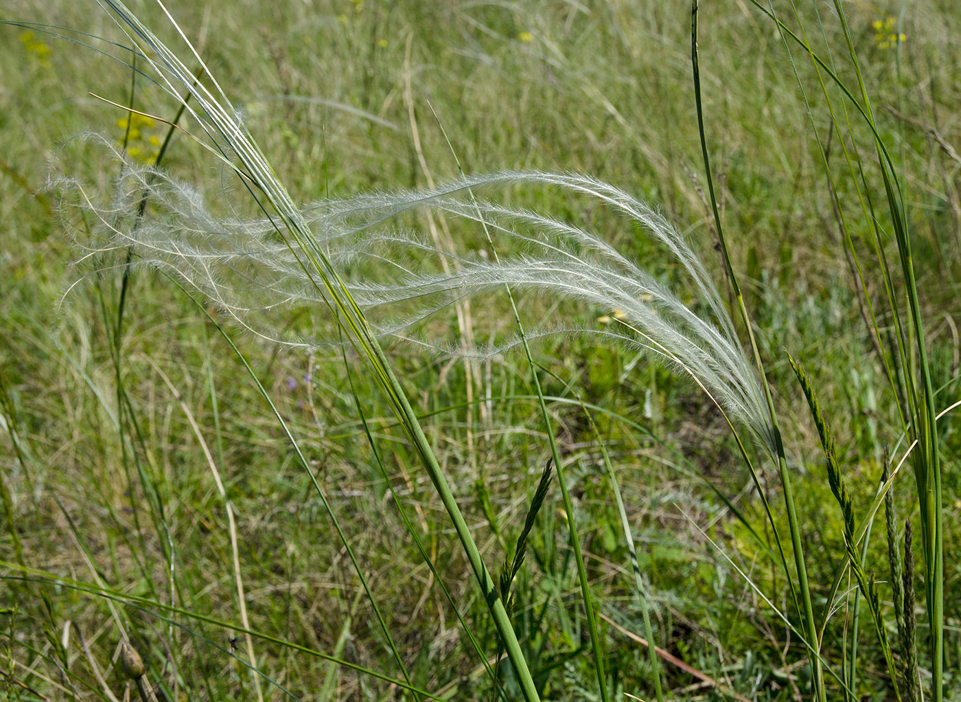 Image of genus Stipa specimen.