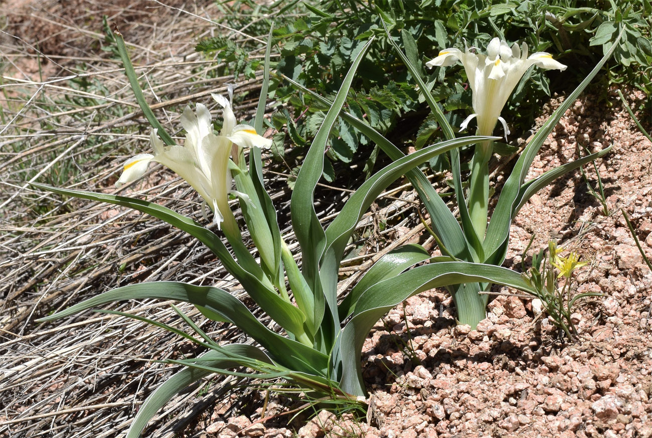 Изображение особи Juno pseudocapnoides.