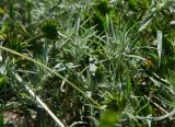 View full-size image Ceratocarpus arenarius