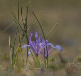 View full-size image Iris tenuifolia