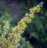 Смотреть изображение Verbascum lychnitis
