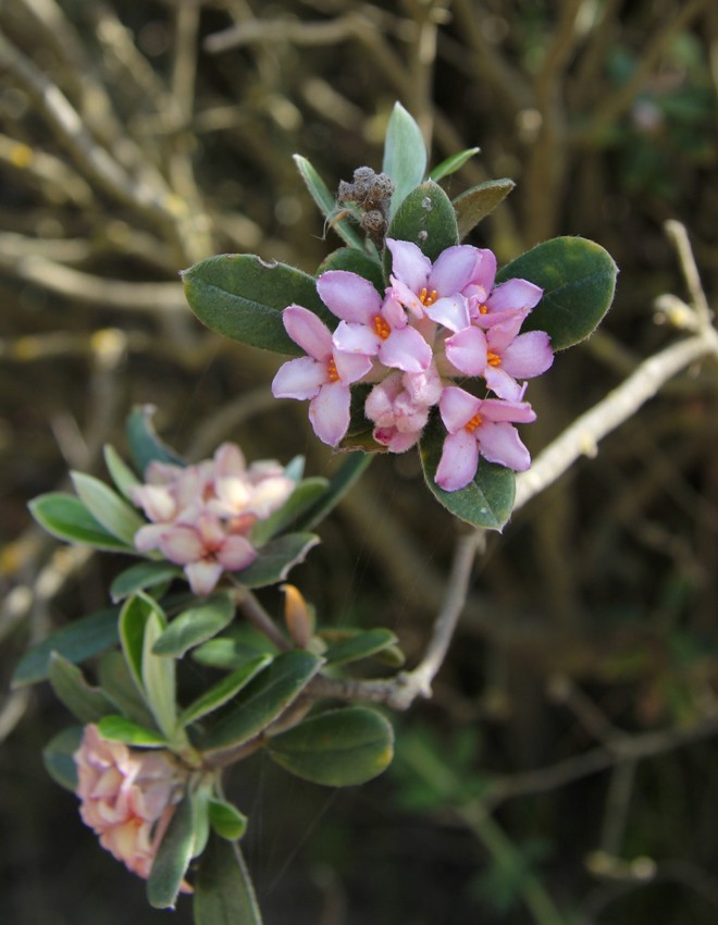 Image of Daphne sericea specimen.