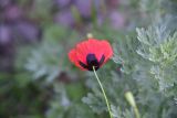 View full-size image genus Papaver