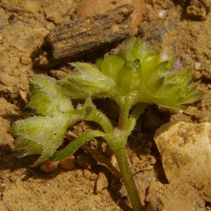 Изображение особи Valerianella pumila.