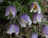 Pulsatilla herba-somnii