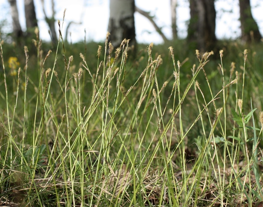 Image of Carex rhizina specimen.