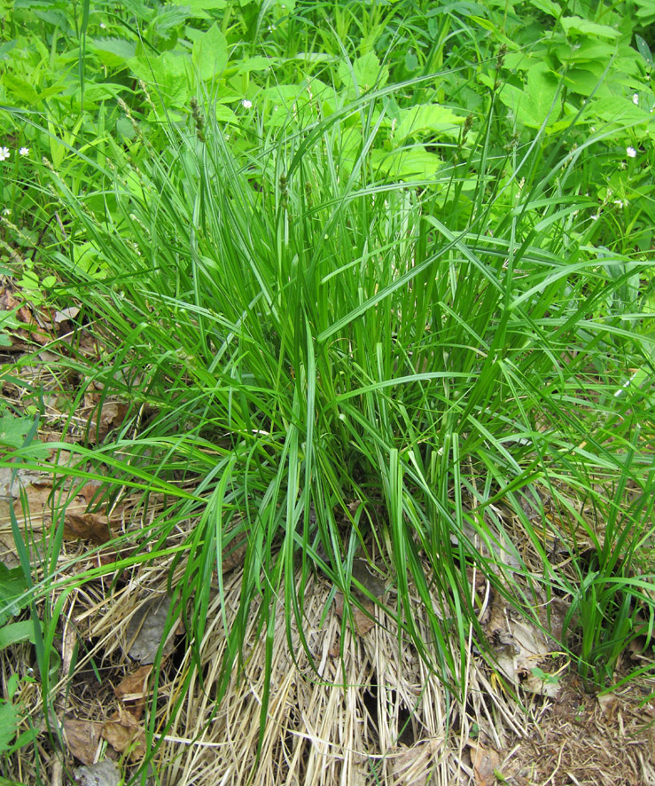 Image of genus Carex specimen.