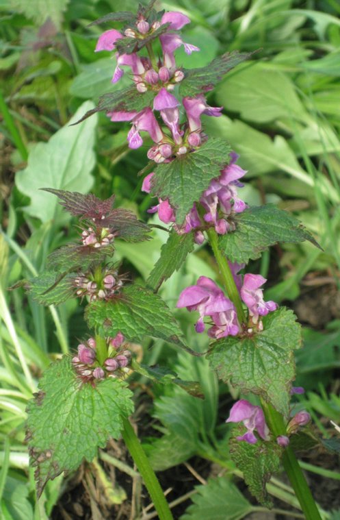 Image of Lamium maculatum specimen.