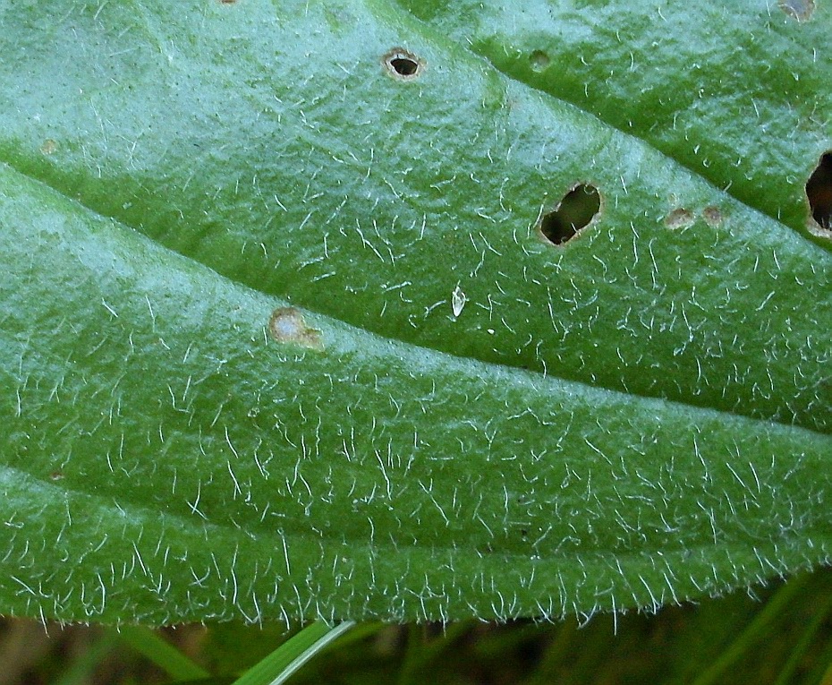 Image of Plantago urvillei specimen.