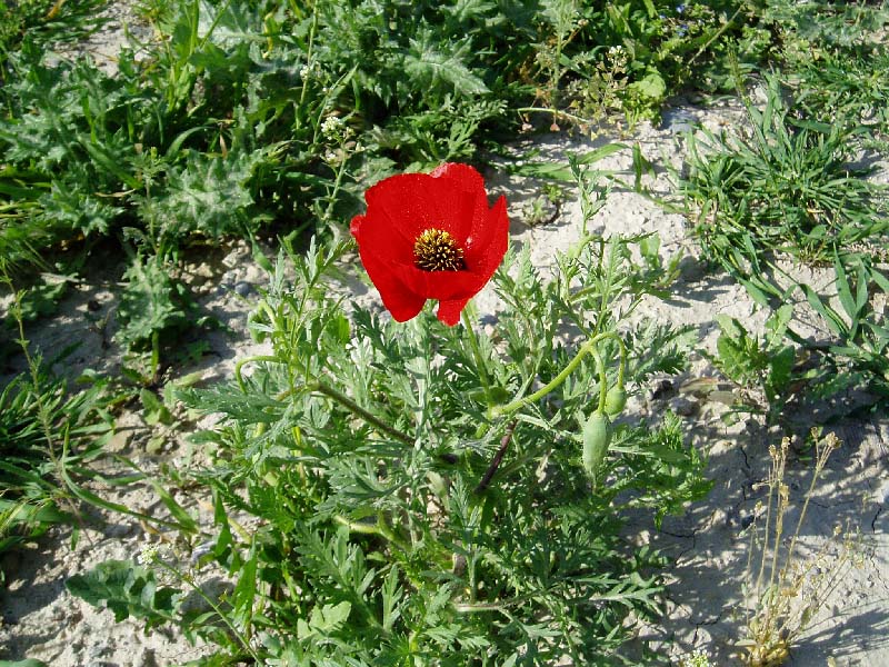 Image of Roemeria refracta specimen.