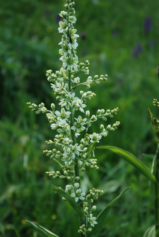 Изображение особи Veratrum album.