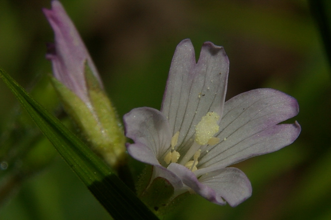 Image of Epilobium consimile specimen.