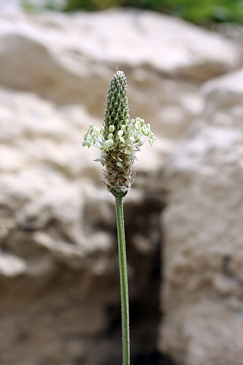 Изображение особи Plantago lanceolata.