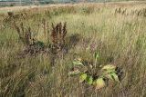 Plantago maxima. Плодоносящее растение на заливном лугу. Республика Татарстан, национальный парк \"Нижняя Кама\", Танаевские луга. 30.08.2011.