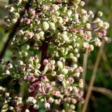 Galium boreale. Часть соплодия. Свердловская обл., окр. г. Североуральск, Второй Северный, разнотравная поляна. 04.08.2011.