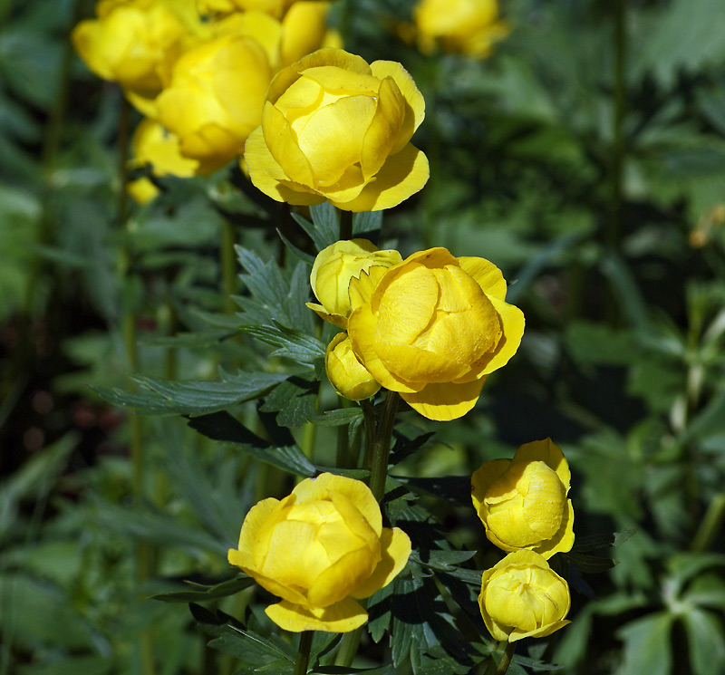 Image of Trollius europaeus specimen.