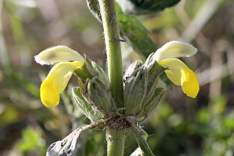 Image of Phlomoides labiosa specimen.