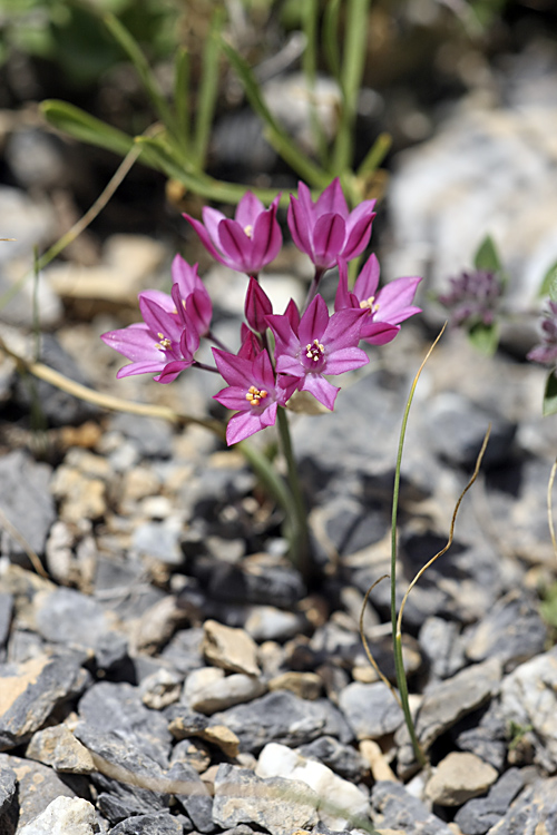 Image of Allium oreophilum specimen.