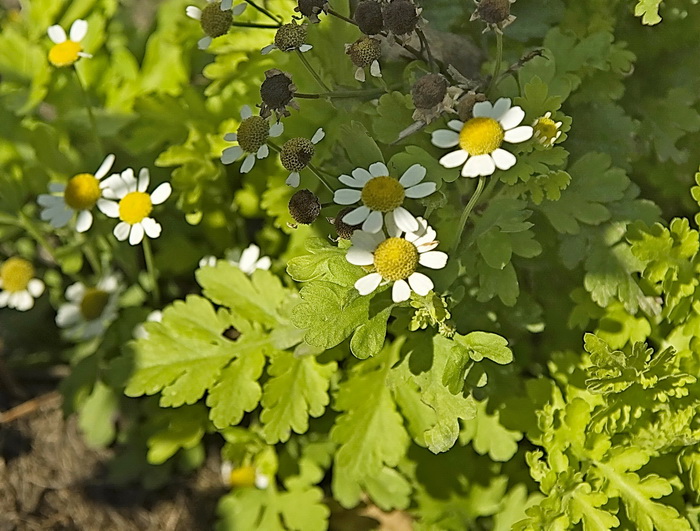 Изображение особи Pyrethrum parthenium.