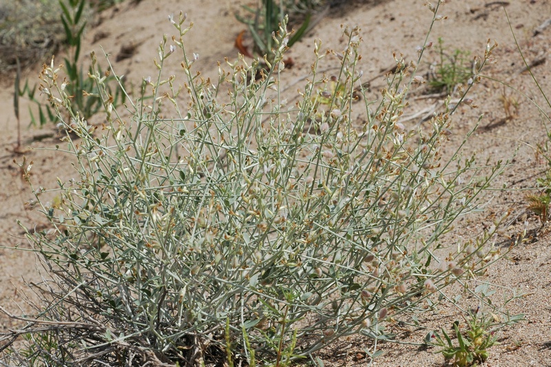 Image of Astragalus cognatus specimen.