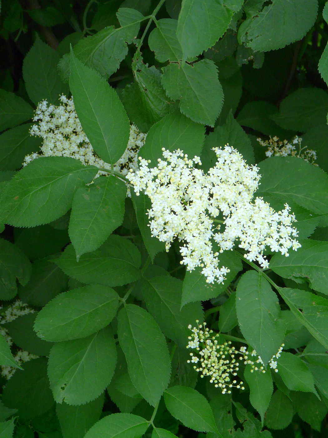 Image of Sambucus nigra specimen.