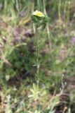 Potentilla recta