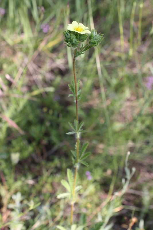 Изображение особи Potentilla recta.