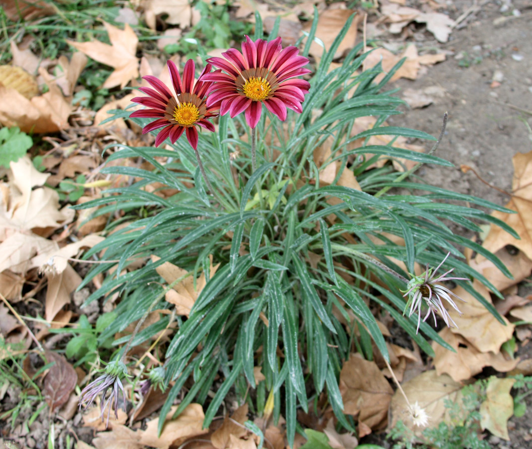 Изображение особи род Gazania.