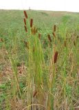 Typha laxmannii. Плодоносящие растения. Астраханская обл., Камызякский р-н, р. Вертячка у с. Лебяжье. 17.08.2011.