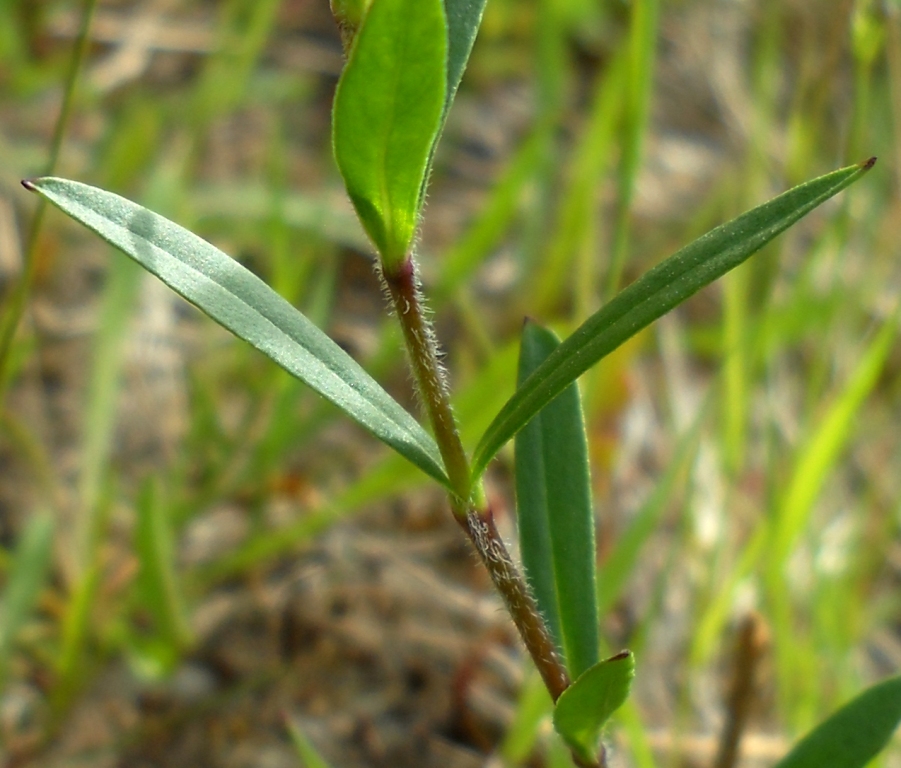 Изображение особи Silene tatarica.