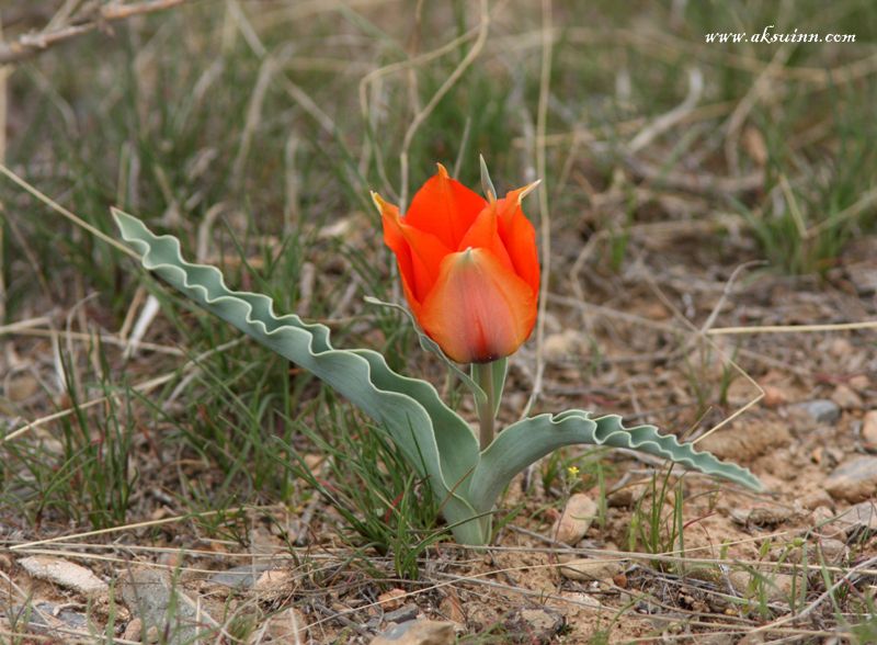 Image of Tulipa borszczowii specimen.