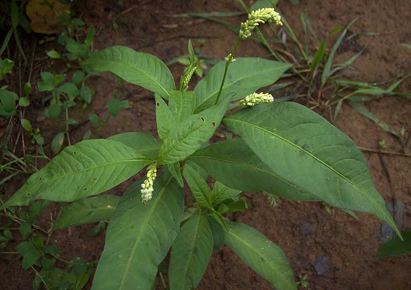 Изображение особи Persicaria lapathifolia.