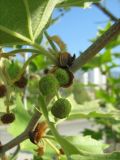 Platanus orientalis. Часть ветви с распускающимися листьями и мужскими соцветиями. Крым, окрестности Ялты. 30 апреля 2012 г.