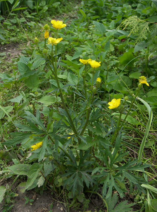 Image of Ranunculus meyerianus specimen.