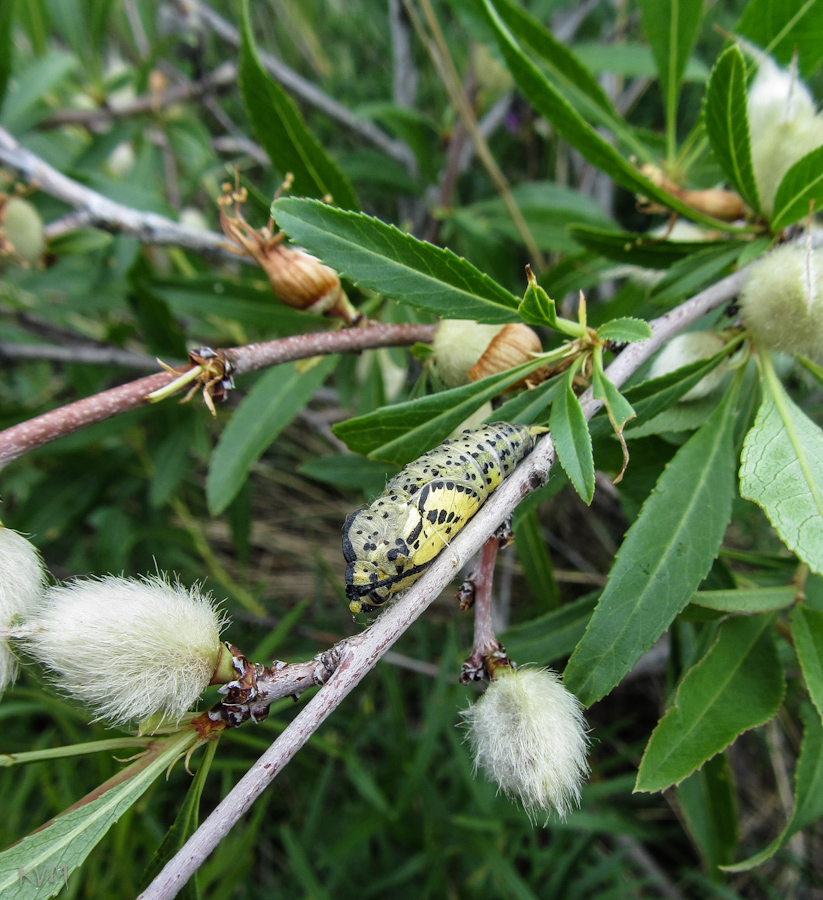 Изображение особи Amygdalus ledebouriana.