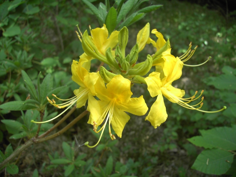 Image of Rhododendron luteum specimen.