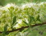 genus Spiraea