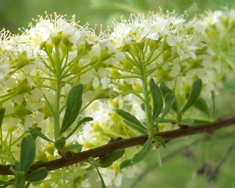 Image of genus Spiraea specimen.