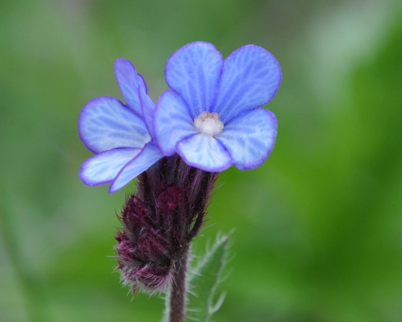 Изображение особи Anchusa cretica.