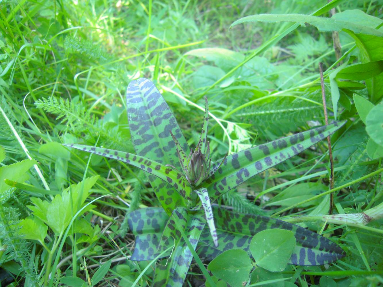 Image of Dactylorhiza euxina specimen.