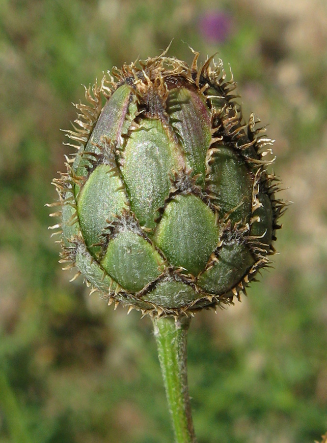 Изображение особи Centaurea apiculata.