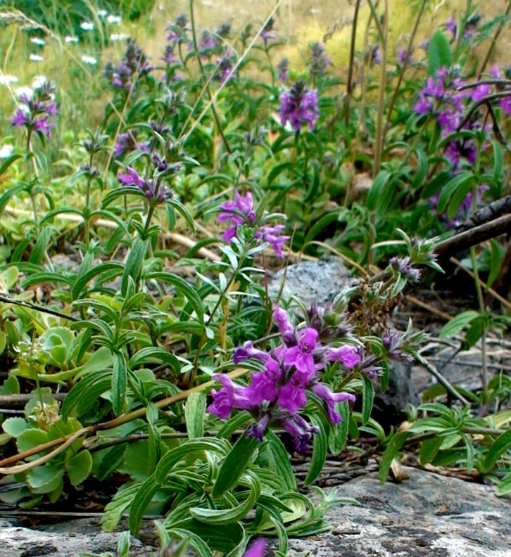 Image of genus Stachys specimen.