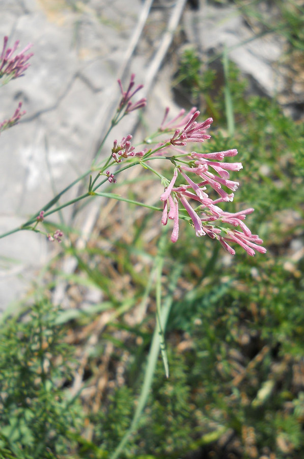 Изображение особи Asperula tenella.