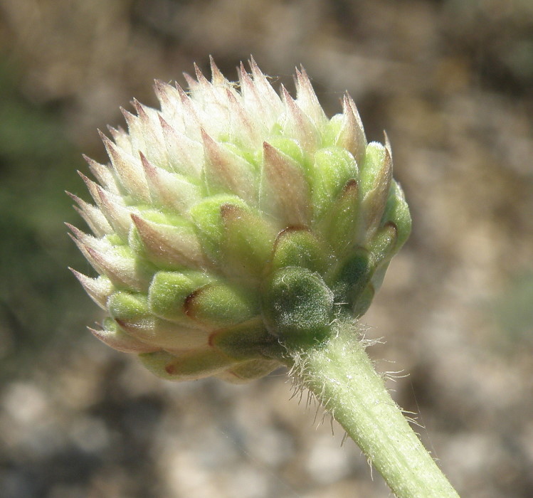 Изображение особи Cephalaria uralensis.