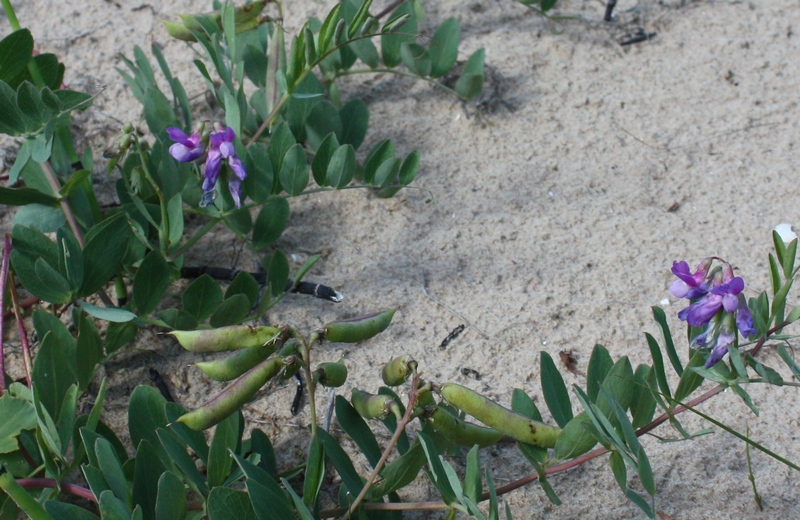 Image of Lathyrus japonicus ssp. maritimus specimen.