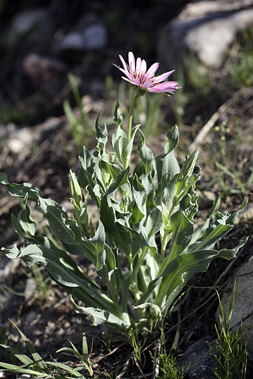 Image of Tragopogon marginifolius specimen.