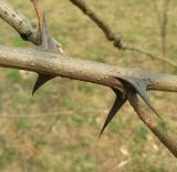 Robinia pseudoacacia