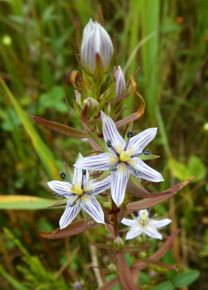 Image of Ophelia diluta specimen.