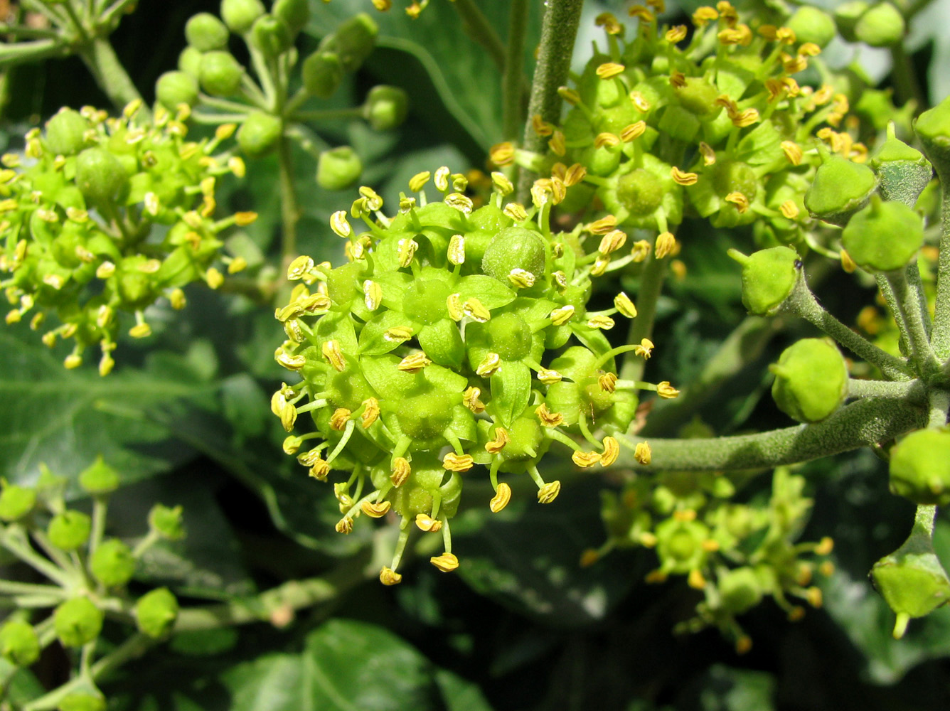 Image of Hedera helix specimen.